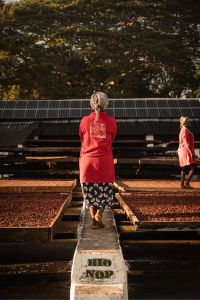 Producteur cacao